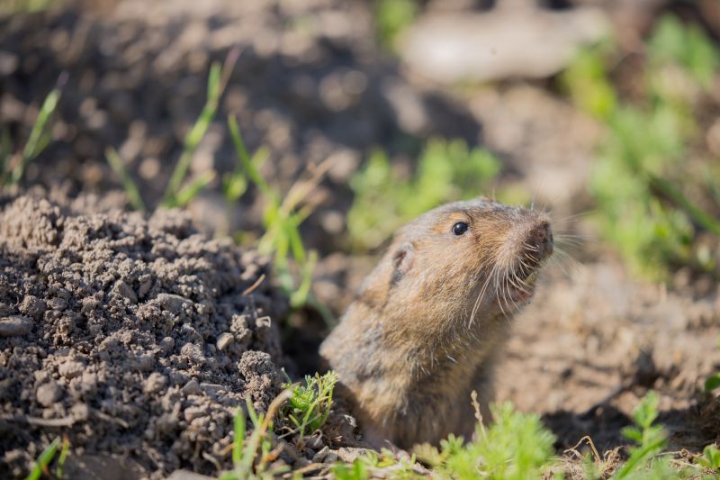 Local Gopher Removal pros at work