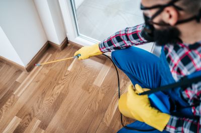 Hobo Spider Extermination in Mckinney, TX