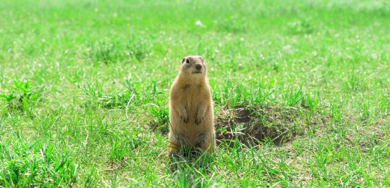 Gopher Removal