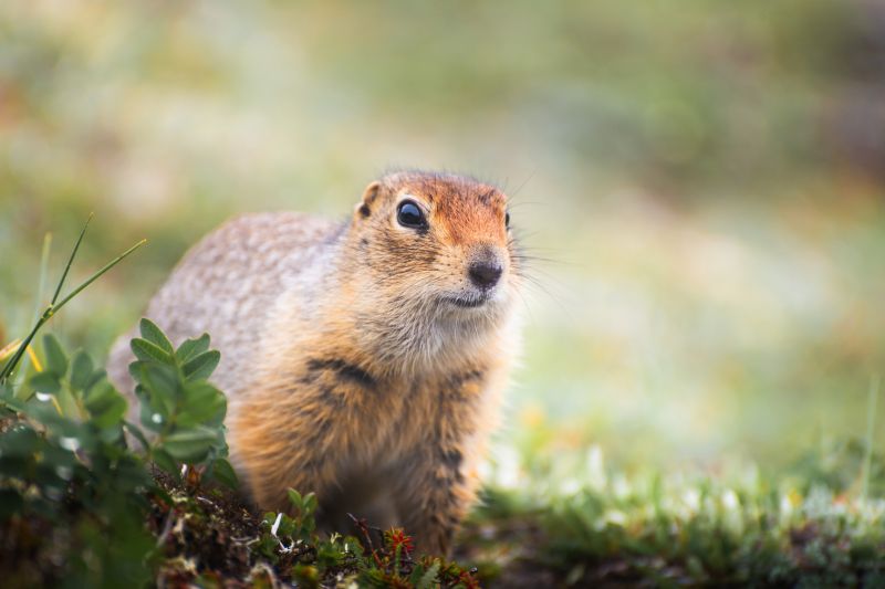 gopher removal