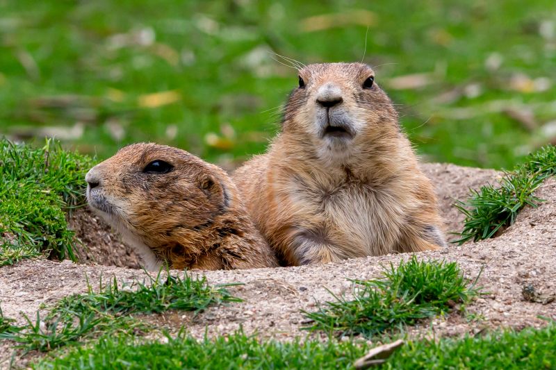gopher removal