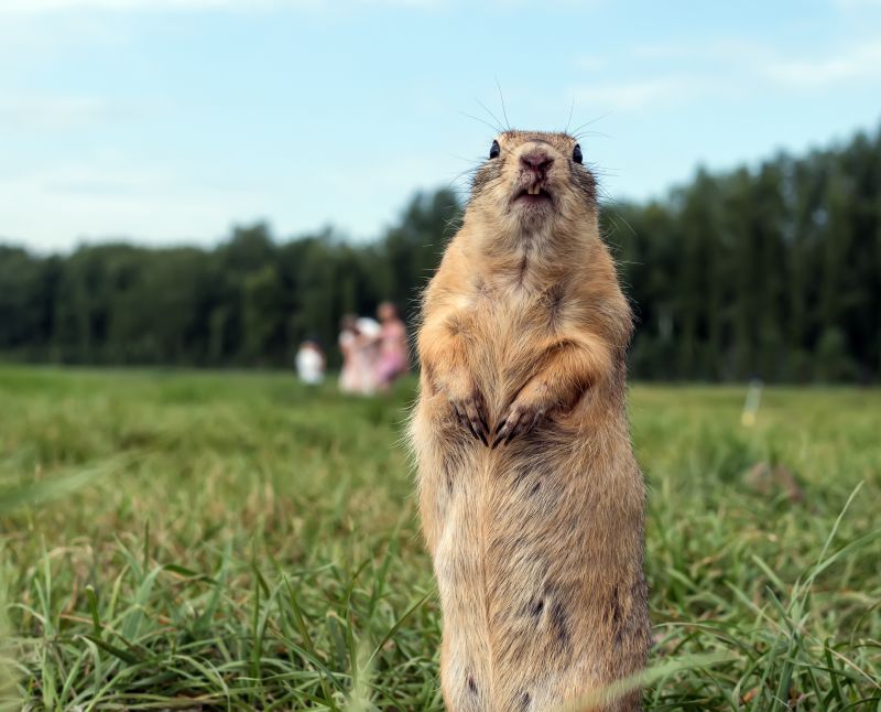 gopher removal