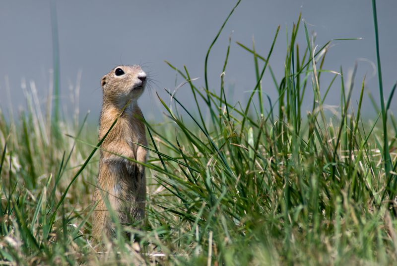 Health And Safety Risks Associated With Gopher Infestations
