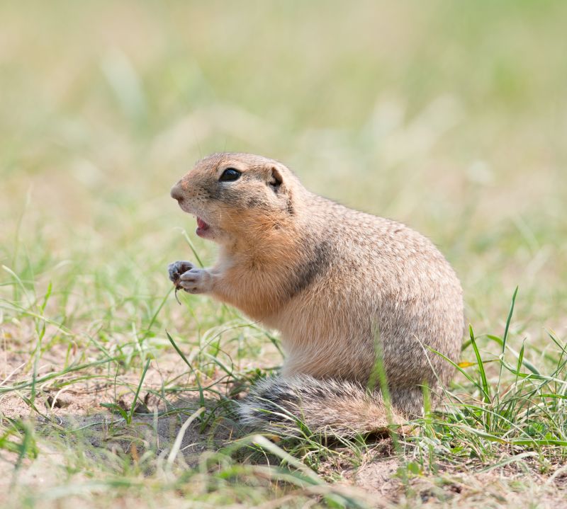 How Gophers Damage Lawns, Landscapes, And Properties