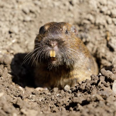 Signs You Have A Gopher Problem On Your Property