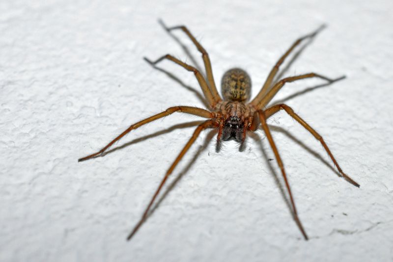 Trapdoor Spider Extermination in Mckinney, TX