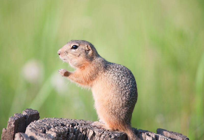 Why Professional Gopher Removal Is More Effective Than Diy Methods