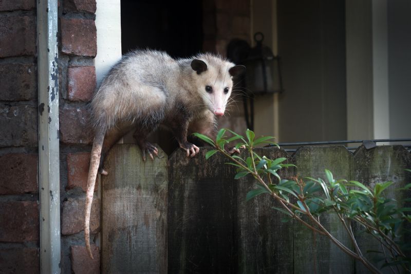 Opossum Climbing Tree